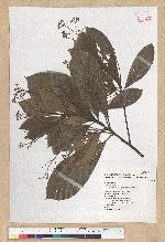 Phoebe formosana (Hayata) Hayata 臺灣雅楠