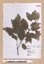 Pasania nantoensis (Hayata) Schottky 南投石櫟