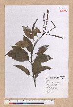 Pasania nantoensis (Hayata) Schottky 南投石櫟