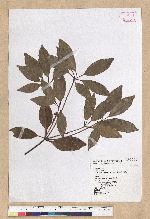 Neolitsea hiiranensis Liu & Liao 南仁山新木薑子