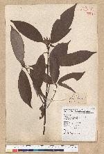 Neolitsea aciculata (Blume) Koidz. var. variabillima (Hayata) J. C. Liao 變葉新木薑子