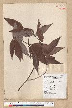 Neolitsea aciculata (Blume) Koidz. var. variabillima (Hayata) J. C. Liao 變葉新木薑子