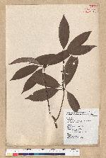 Neolitsea aciculata (Blume) Koidz. var. variabillima (Hayata) J. C. Liao 變葉新木薑子