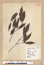 Neolitsea aciculata (Blume) Koidz. 銳葉新木薑子