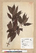 Neolitsea acuminatissima (Hayata) Kanehira et Sasaki 高山新木薑子