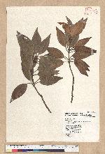 Neolitsea sericea (Blume) Koidz. var. aurata (Hayata) Hatusima 金新木薑子