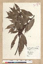 Neolitsea aciculata (Blume) Koidz. 銳葉新木薑子