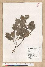 Neolitsea buisanensis Yamamoto & Kamikoti 武威山新木薑子