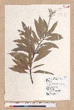 Pasania hancei (Benth.) Schott. var. ternaticupula (Hayata) Liao 三斗石櫟