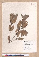 Cinnamomum tenuifolium Sugimoto forma nervosum (Meissn.) Hara 天竺桂