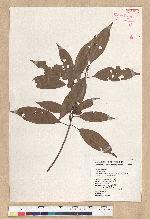 Neolitsea aciculata (Blume) Koidz. var. variabillima (Hayata) J. C. Liao 變葉新木薑子