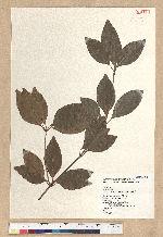 Neolitsea daibuensis Kamikoti 大武新木薑子