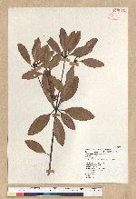 Neolitsea hiiranensis Liu & Liao 南仁山新木薑子
