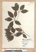 Neolitsea daibuensis Kamikoti 大武新木薑子