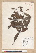 Neolitsea aciculata (Blume) Koidz. var. variabillima (Hayata) J. C. Liao 變葉新木薑子