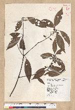 Neolitsea aciculata (Blume) Koidz. var. variabillima (Hayata) J. C. Liao 變葉新木薑子
