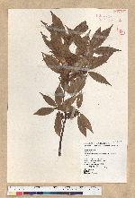 Neolitsea acuminatissima (Hayata) Kanehira et Sasaki 高山新木薑子