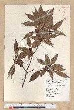 Neolitsea acuminatissima (Hayata) Kanehira et Sasaki 高山新木薑子