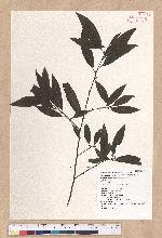 Litsea cubeba (Lour.) Persoon 山胡椒