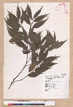 Castanopsis carlesii (Hemsl.) Hayata 長尾栲