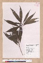 Litsea acuminata (Blume) Kurata 長葉木薑子