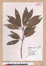 Litsea acuminata (Blume) Kurata 長葉木薑子