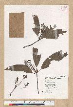 Machilus zuihoensis Hayata 香楠