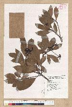 Machilus thunbergii Siebold & Zucc. 紅楠(豬腳楠)