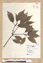 Neolitsea parvigemma (Hayata) Kanehira & Sasaki 小芽新木薑子