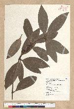 Neolitsea villosa (Blume) Merr. 蘭嶼新木薑子