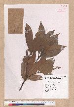 Litsea acuminata (Blume) Kurata 長葉木薑子
