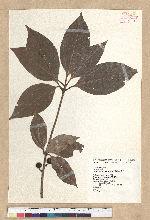 Neolitsea villosa (Blume) Merr. 蘭嶼新木薑子