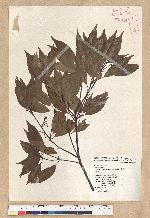 Neolitsea acuminatissima (Hayata) Kanehira et Sasaki 高山新木薑子