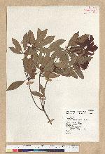 Neolitsea hiiranensis Liu & Liao 南仁山新木薑子