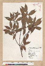 Neolitsea acuminatissima (Hayata) Kanehira et Sasaki 高山新木薑子