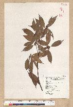 Neolitsea acuminatissima (Hayata) Kanehira et Sasaki 高山新木薑子