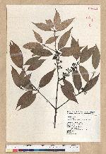 Neolitsea aciculata (Blume) Koidz. 銳葉新木薑子