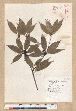 Neolitsea aciculata (Blume) Koidz. 銳葉新木薑子