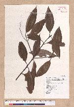 Cinnamomum austrosinense H. T. Chang 牡丹葉桂皮