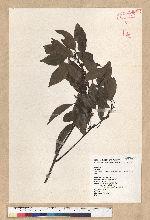 Neolitsea parvigemma (Hayata) Kanehira & Sasaki 小芽新木薑子