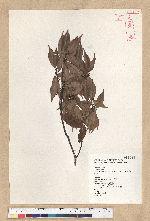 Neolitsea acuminatissima (Hayata) Kanehira et Sasaki 高山新木薑子