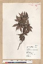 Neolitsea acuminatissima (Hayata) Kanehira et Sasaki 高山新木薑子