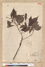 Cinnamomum camphora (L.) Nees & Eberm. 樟