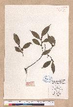 Lindera communis Hemsl. 香葉樹