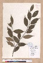 Lindera communis Hemsl. 香葉樹