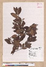 Litsea morrisonensis Hayata 玉山木薑子