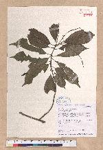 Pasania kodaihoensis (Hayata) Li 后大埔石櫟