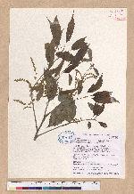 Cyclobalanopsis stenophylloides (Hayata) Kudo & Masamune ex Kudo 狹葉櫟