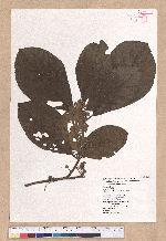 Litsea akoensis Hayata 屏東木薑子