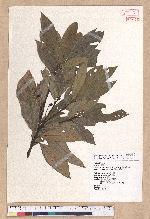 Litsea elongata (Wall. ex Nees) Benth. et Hook. f. var. mushaensis (Hayata) J. C. Liao 霧社木薑子